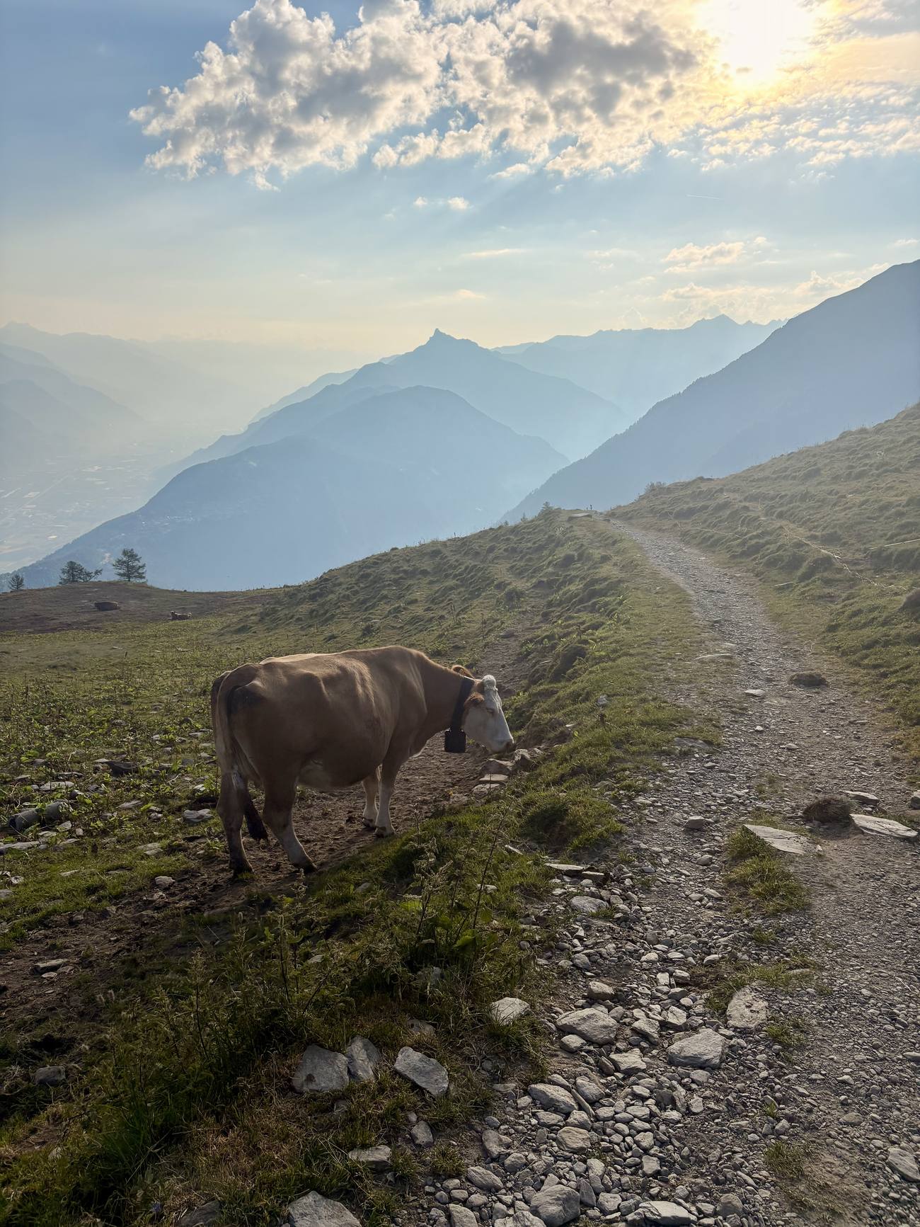 Vers Bovine